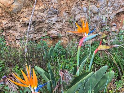 strelitzia reginae