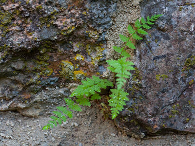 asplenium adiantum-nigrum