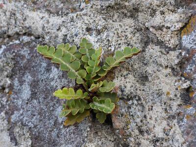 asplenium ceterach