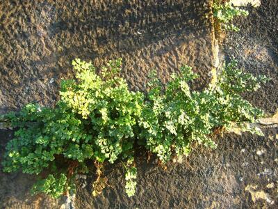 asplenium ruta-muraria