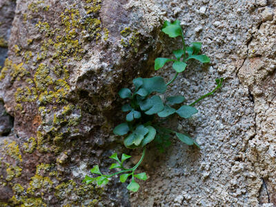 asplenium ruta-muraria detail