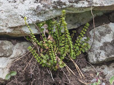 asplenium trichomanes ssp quadrivalens