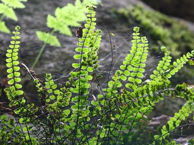 asplenium trichomanes ssp trichomanes