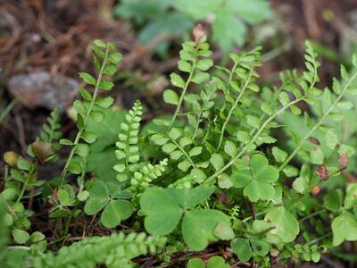 asplenium viride