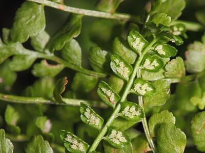 asplenium viride unterseite