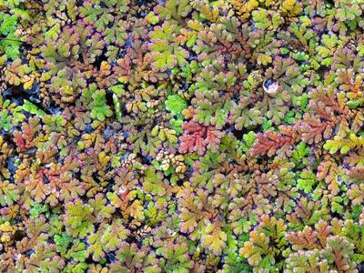 azolla filiculoides