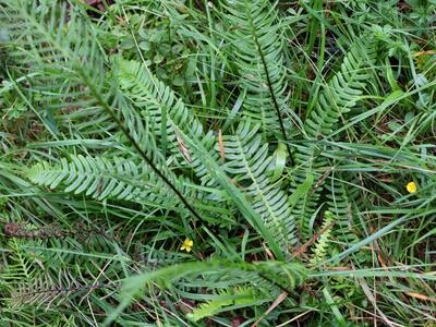 blechnum spicant