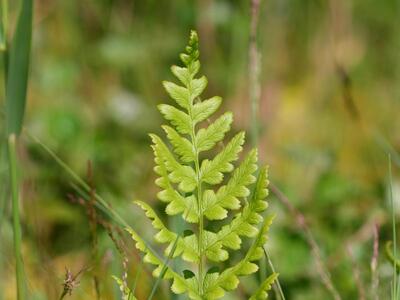 dryopteris cristata