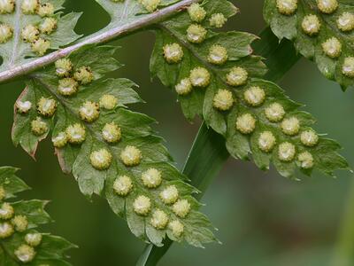 dryopteris cristata sori