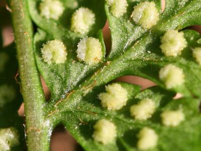 dryopteris dilatata druesenhaare