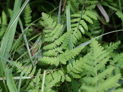 gymnocarpium dryopteris