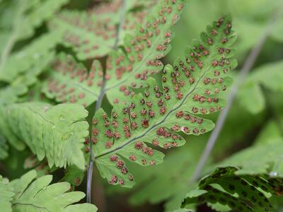 gymnocarpium dryopteris unterseite