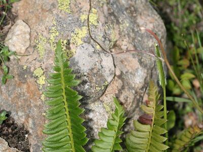 polystichum lonchitis