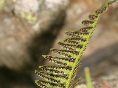 polystichum lonchitis unterseite