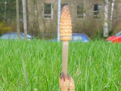 equisetum arvense