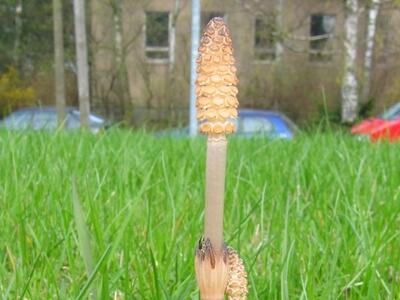 equisetum arvense