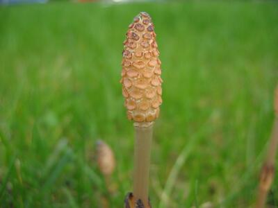 equisetum arvense sporangium