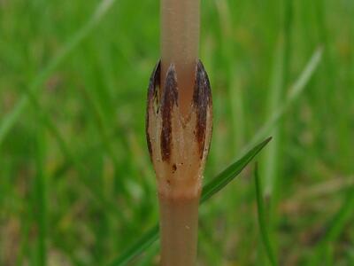 equisetum arvense zaehnchen