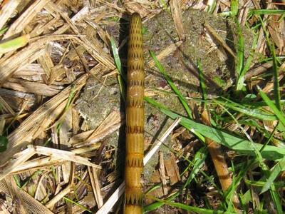 equisetum fluviatile