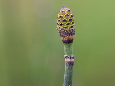 equisetum hyemale