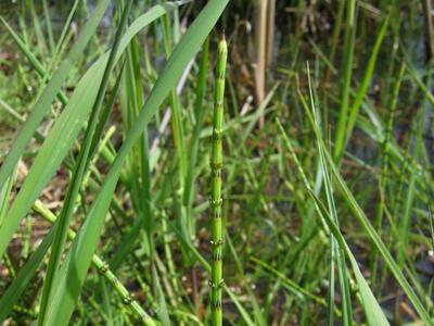 equisetum palustre