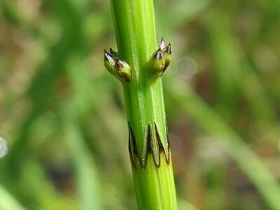 equisetum palustre detail