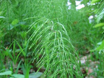 equisetum pratense