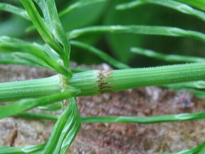 equisetum pratense detail