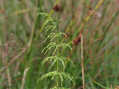 equisetum sylvaticum