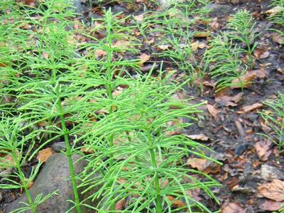 equisetum telmateia