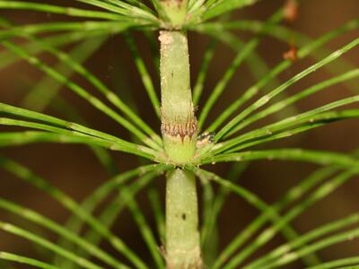 equisetum telmateia detail