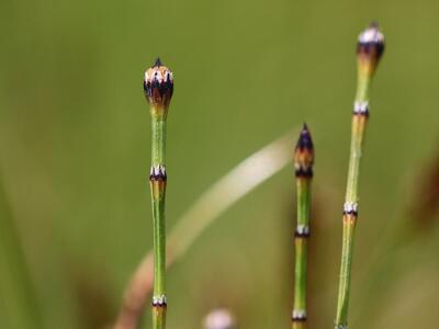 equisetum variegatum