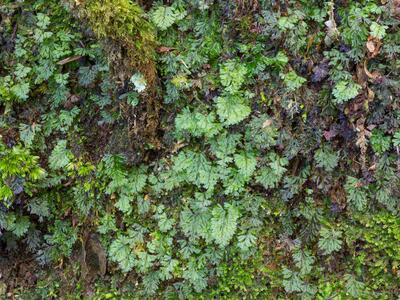 hymenophyllum maderense