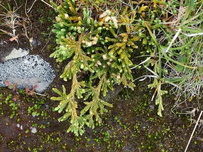 diphasiastrum alpinum