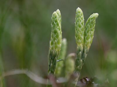 diphasiastrum alpinum sporophyt