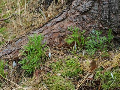 diphasiastrum complanatum