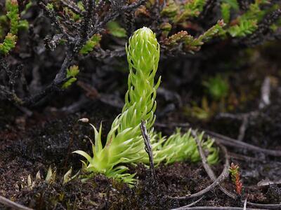 lycopodiella inundata