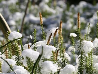 lycopodium annotinum