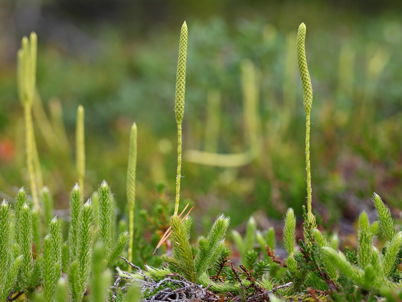 Грибы плауны. Плаун булавовидный. Плаун (Lycopodium). Плаун булавовидный Lycopodium clavatum l.. Плаун булавовидный (lycopоdium clavаtum),.