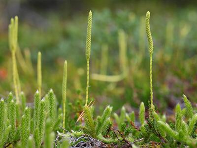 lycopodium clavatum