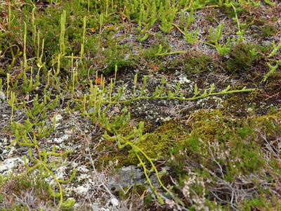 lycopodium clavatum habitus