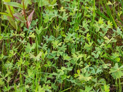 marsilea drummondii