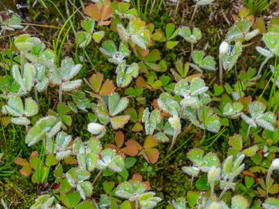 marsilea quadrifolia