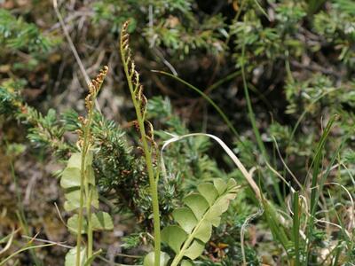 botrychium lunaria