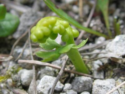 botrychium lunaria jung