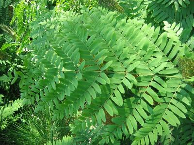 osmunda regalis blatt