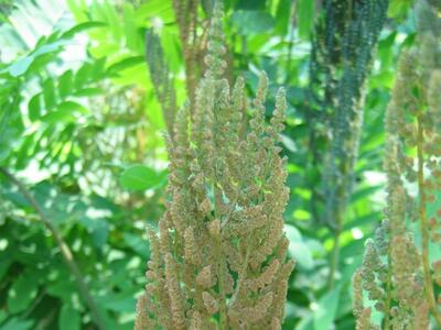 osmunda regalis habitus