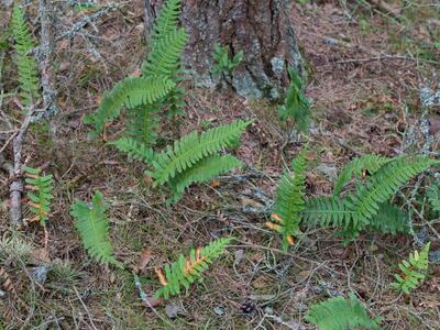 polypodium vulgare