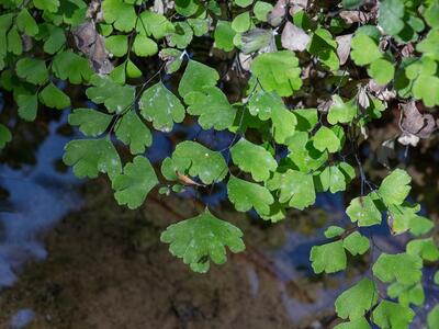 adiantum capillus-veneris