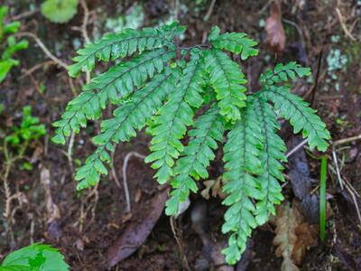 adiantum hispidulum